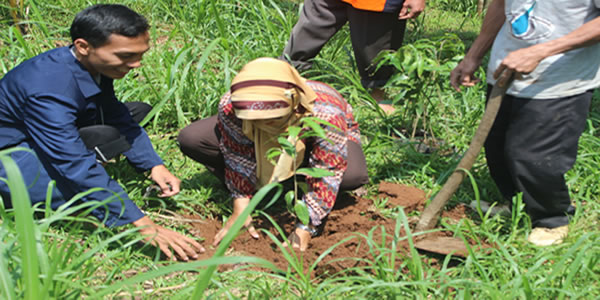Penanaman 1000 Pohon Penanaman 1000 Pohon