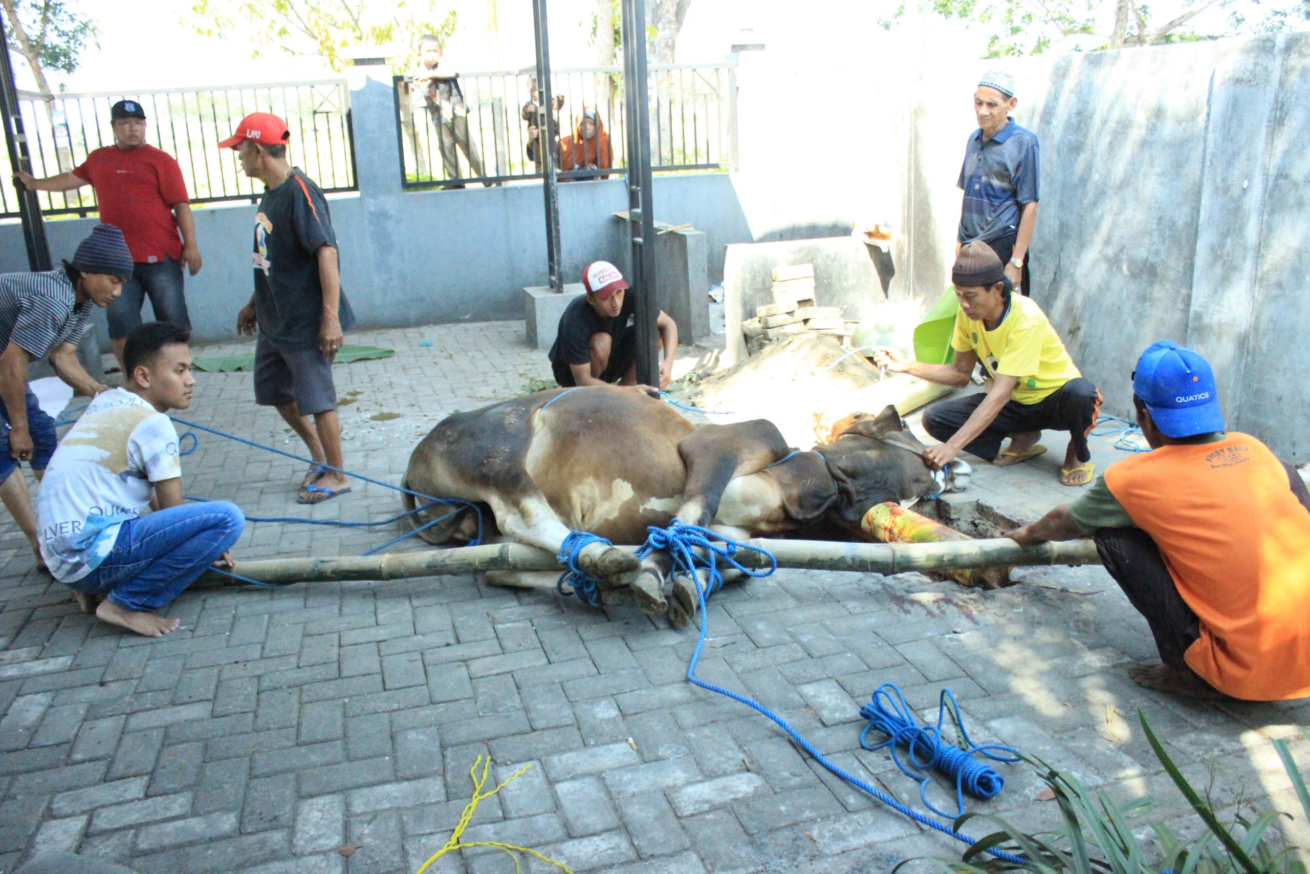 STIE PGRI DEWANTARA JOMBANG BERBAGI QURBAN DI HARI RAYA IDUL ADHA 1439 H STIE PGRI DEWANTARA JOMBANG BERBAGI QURBAN DI HARI RAYA IDUL ADHA 1439 H